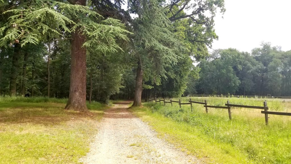 La forêt environnante